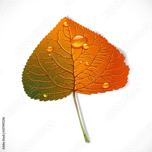 Autumn poplar leaf isolated on a white background