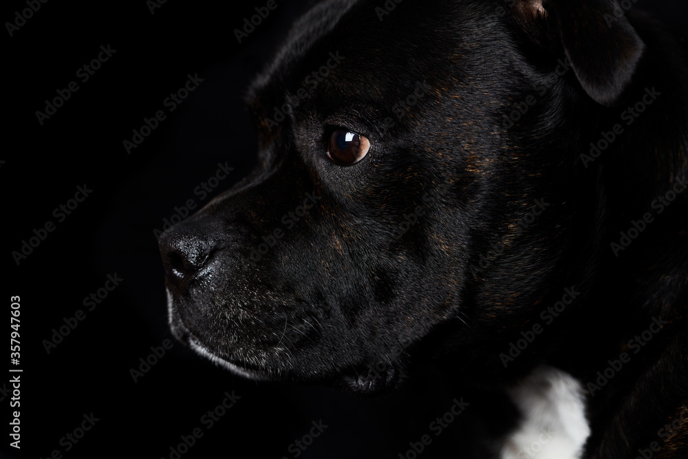 Staffordshire Bull Terrier dog on a black background. Close up. 