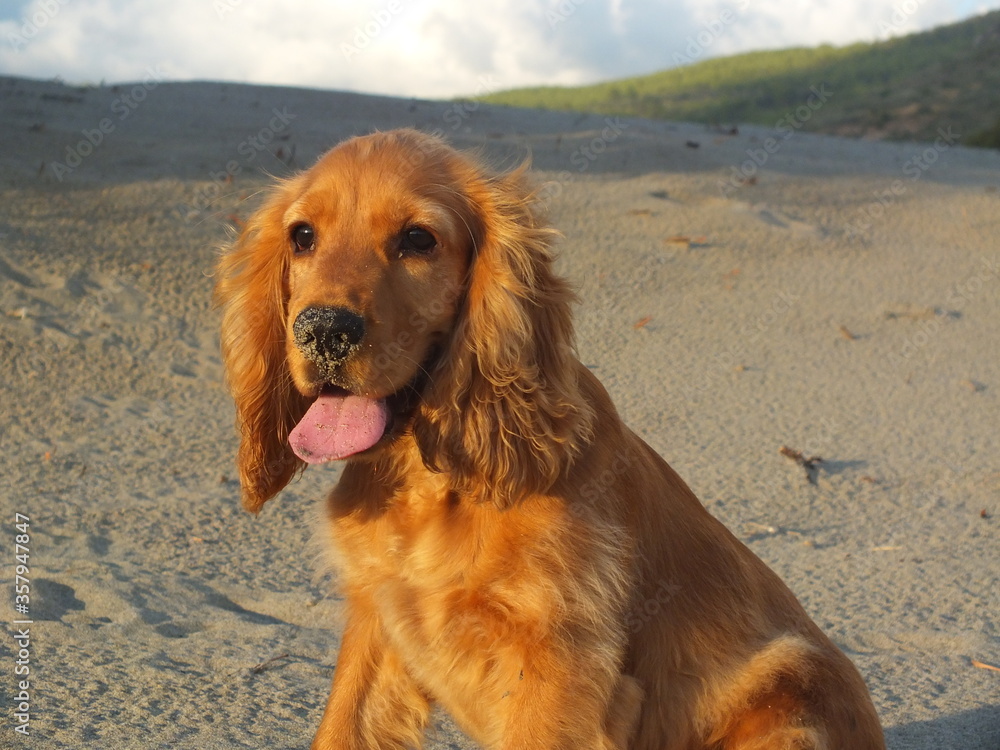 English cocker spaniel on the sand English cocker spaniel on the sand
