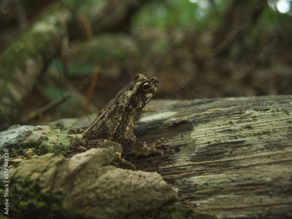 Brown forest Toad in costa rica Brown forest Toad in costa rica