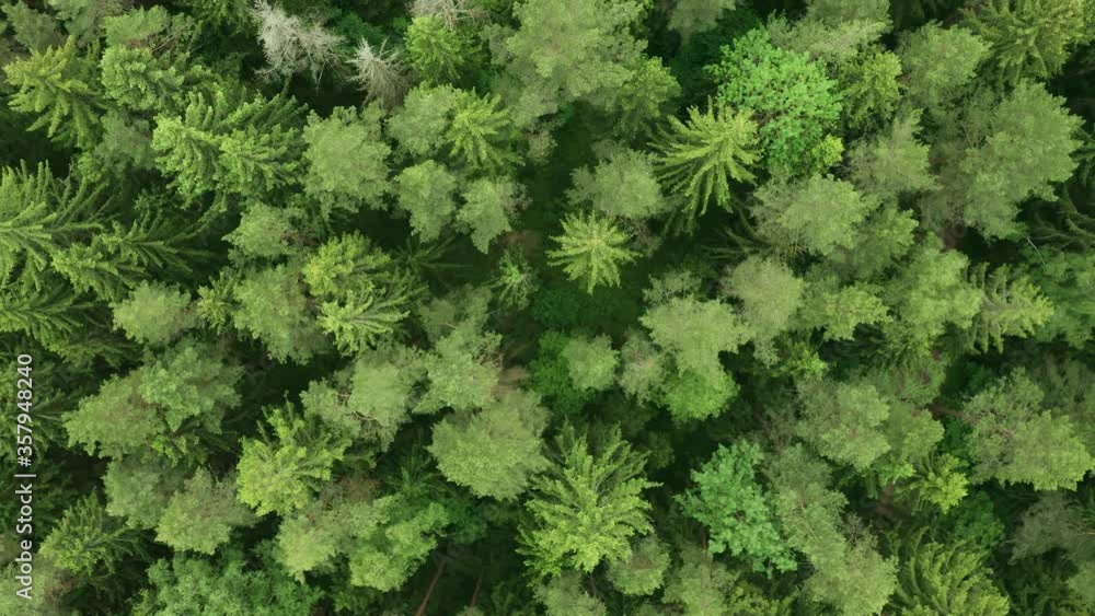 Top down view mixed forest, woodland aerial. Drone flies over treetops conifers, cloudy day in natural park. Green moss, grass and plants. Colorful texture in nature. Natural background in motion Top down view mixed forest, woodland aerial. Drone flies over treetops conifers, cloudy day in natural park. Green moss, grass and plants. Colorful texture in nature. Natural background in motion