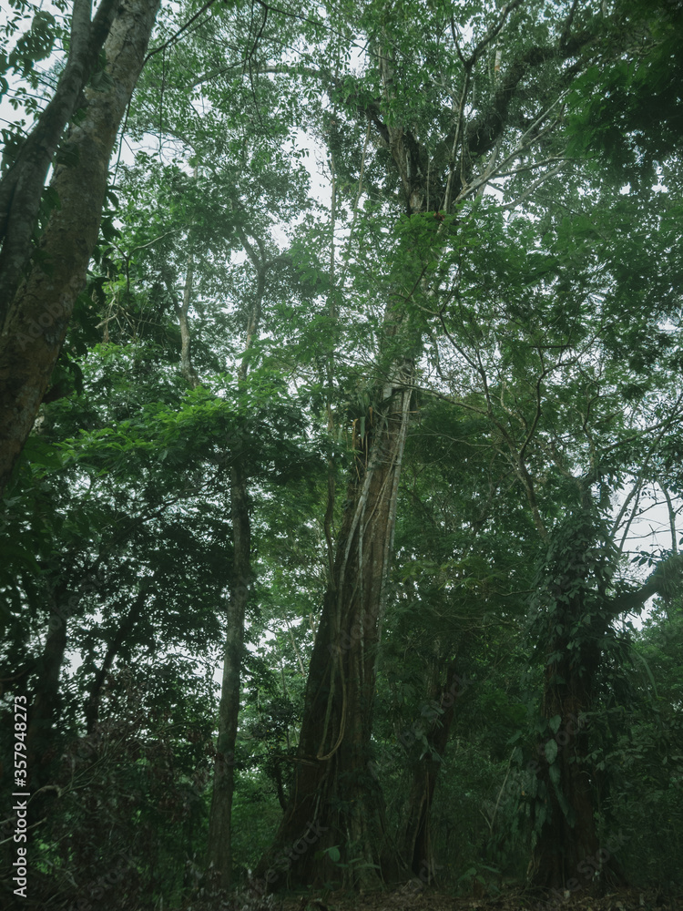 Fototapeta premium forest in the morning