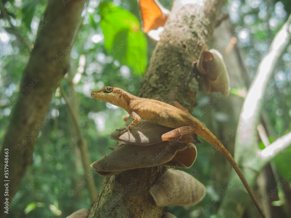 Fototapeta premium lizard on a tree