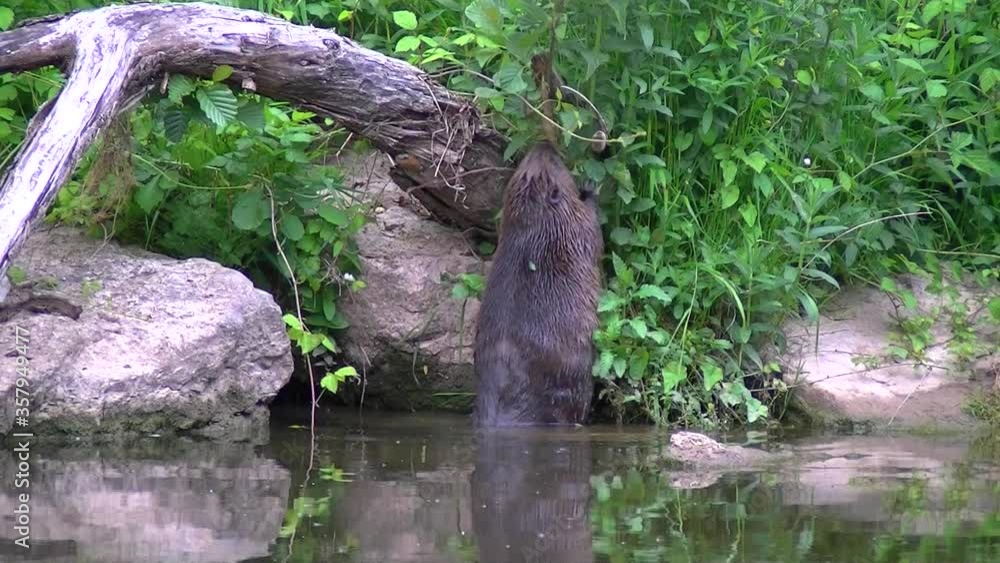 Eurasian beaver eating small branches on a river edge, Castor fiber Eurasian beaver eating small branches on a river edge, Castor fiber