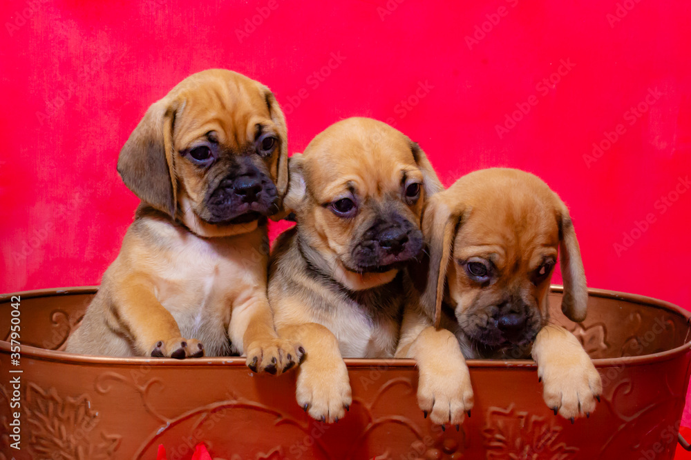 Three Puggle Puppies Sit in a Basket in front of a Red Background