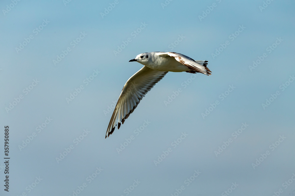 Banaparte's gull in flight. Natural scene from coast lake Michigan. Banaparte's gull in flight. Natural scene from coast lake Michigan.