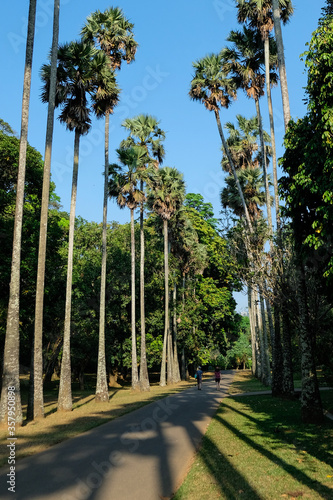 Palmyrah Palms Avenue (Borassus flabellifer) in Peradeniya botanical garden, Kandy, Sri Lanka. Long rows of tall palm trees, sunshine and blue sky in the background. Palms on a sunny summer day.