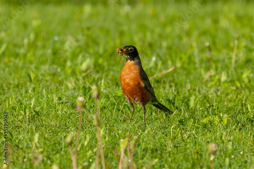 American Robin sitting on a meadow