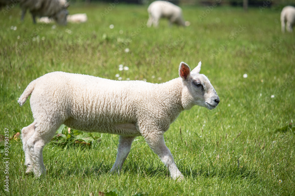 Cute lamb in a grassy meadow. Taken in Scotland, United Kingdom Cute lamb in a grassy meadow. Taken in Scotland, United Kingdom
