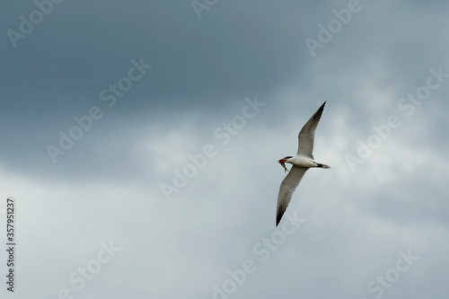 Tern in flight after  the hunt on lake Michigan.