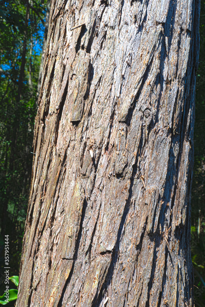 High Dynamic Range photo pf a Bald Cypress tree bark 2 High Dynamic Range photo pf a Bald Cypress tree bark 2