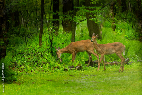 White-tailed deer. Young, one year old hind and buck in forest after rain.