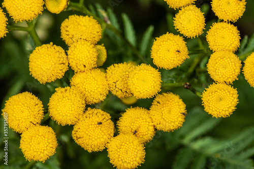 Tansy (Tanacetum vulgare)