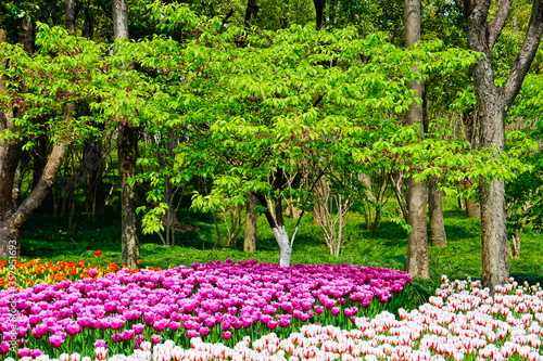 Fototapeta Naklejka Na Ścianę i Meble -  Beautiful tree and blooming tulip field in Daning park Shanghai China