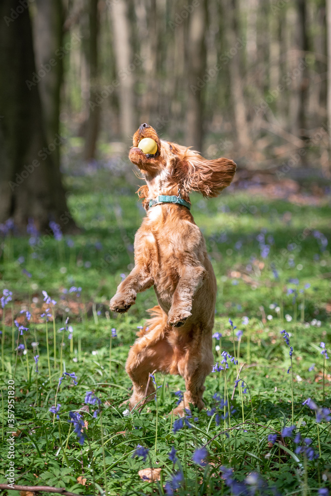 Cocker Spaniel dog jumping up to catch a yellow ball in the woods