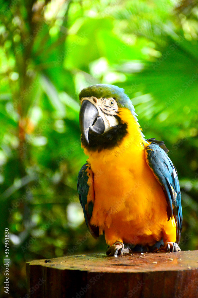 Ara macaws parrot at Lok Kawi wildlife park Ara macaws parrot at Lok Kawi wildlife park