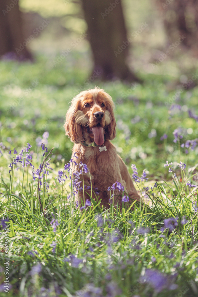 Fototapeta premium Cocker Spaniel dog in the woods surrounded by bluebell flowers on a bright day