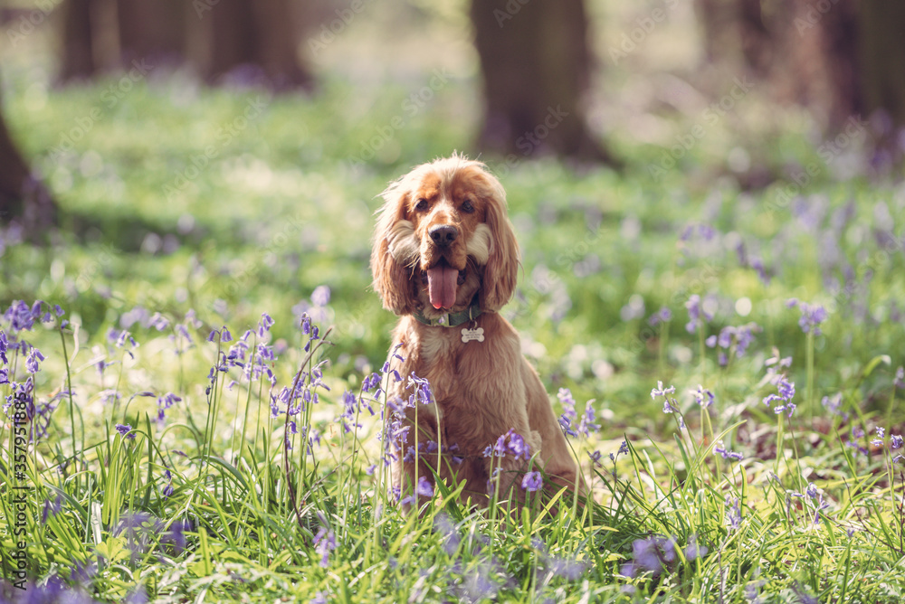 Fototapeta premium Cocker Spaniel dog in the woods surrounded by bluebell flowers on a bright day