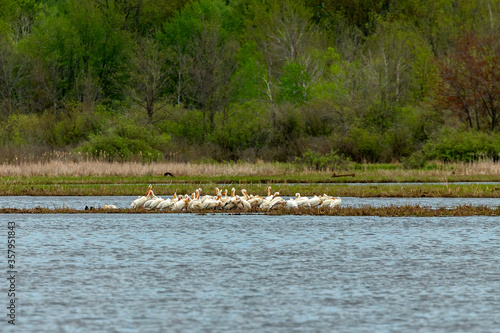 American White Pelicans