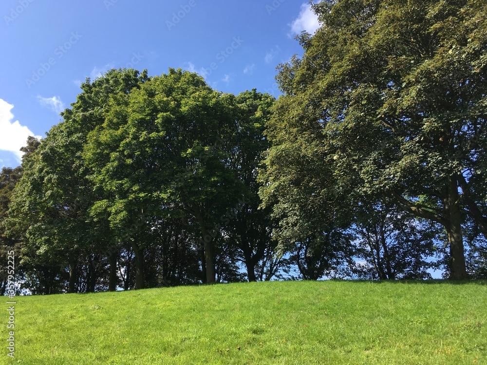 Obraz premium Summer landscape of large trees with green grass, with blue sky and white clouds