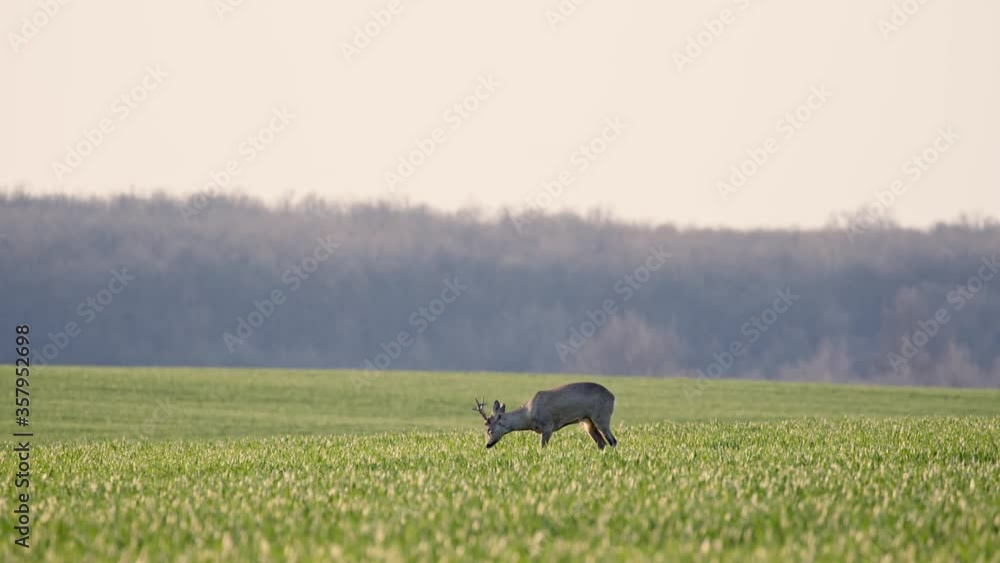 Deer Jumping Running in the Wild Grass Field Day Nature Wild Life Deer Jumping Running in the Wild Grass Field Day Nature Wild Life