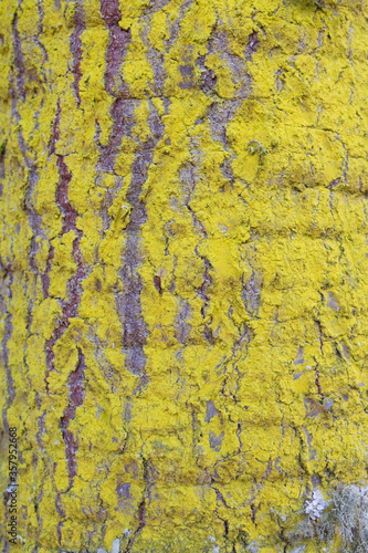 irregular yellow texture on a tree trunk