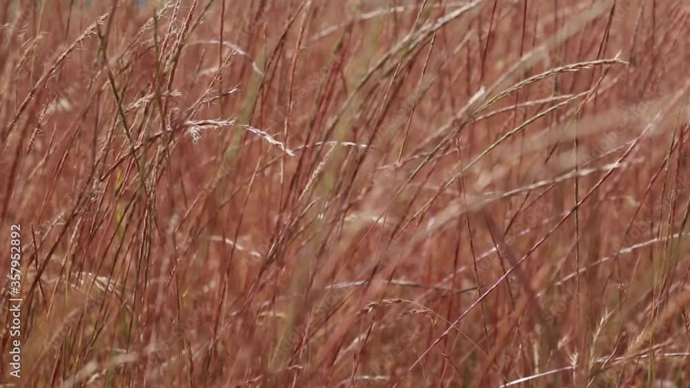 Spikelets of grass sway in the wind. Close-up.
Conceptual video for the design of various videos. Spikelets of grass sway in the wind. Close-up.
Conceptual video for the design of various videos.