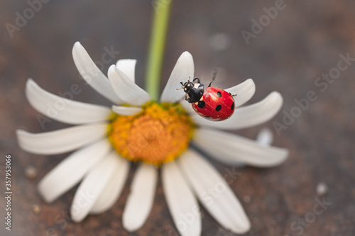 close up of a ladybird (coccinella) hanging upside down on a petal of a daisy (leucanthemum) blossom with blurred bokeh background