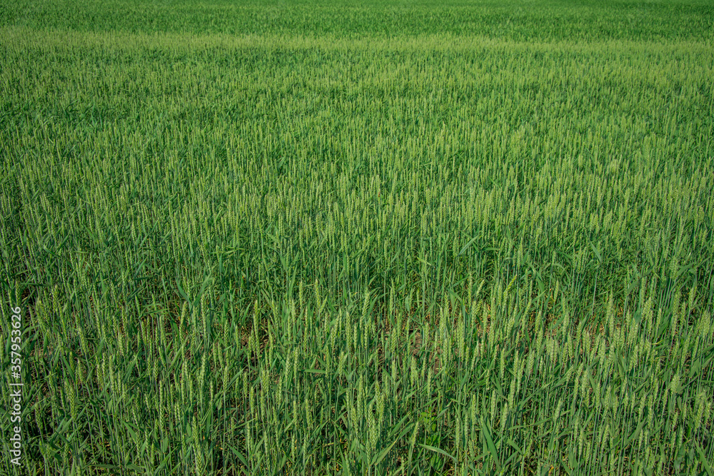 green wheat cereals field background nature summer time scenic view wallpaper harvest concept picture