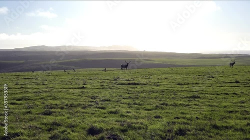 Male Tule Elk (Cervus canadensis nannodes) grazing on a green meadow in Point Reyes National Seashore, Pacific Ocean shoreline, California; 