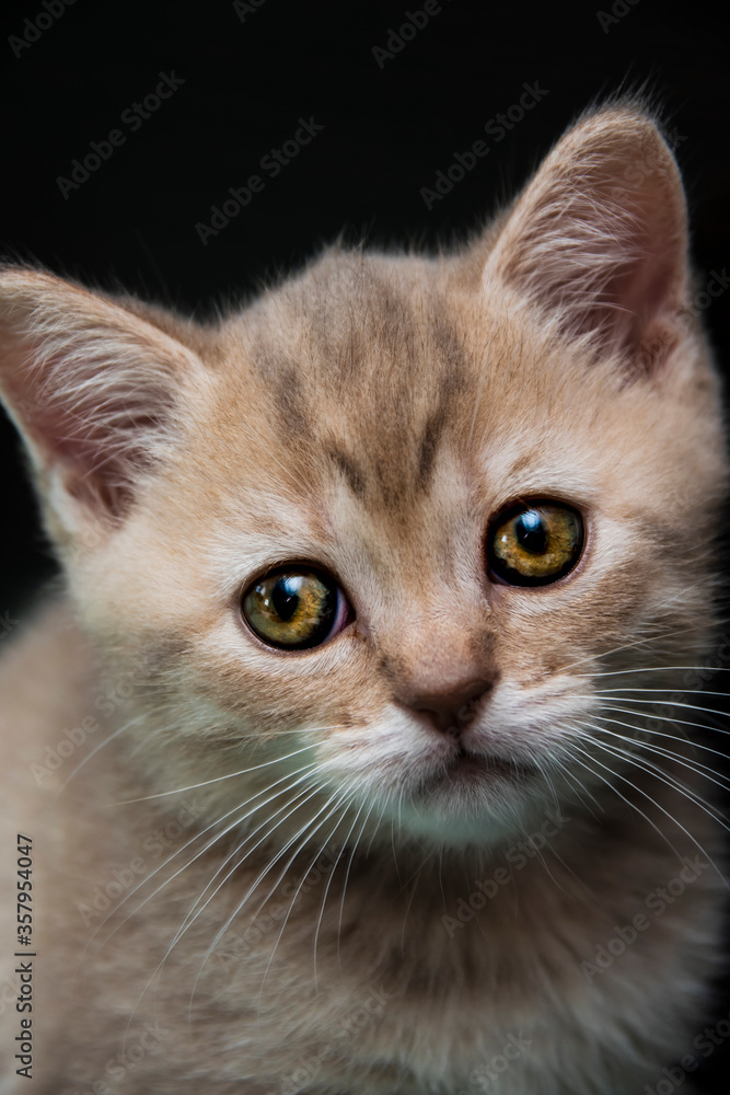 A rare pink British shorthair kitten with beautiful eyes on dark background