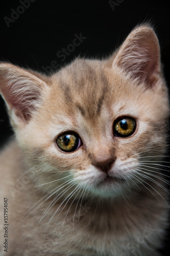 A rare pink British shorthair kitten with beautiful eyes on dark background © Silviya Stoyanova