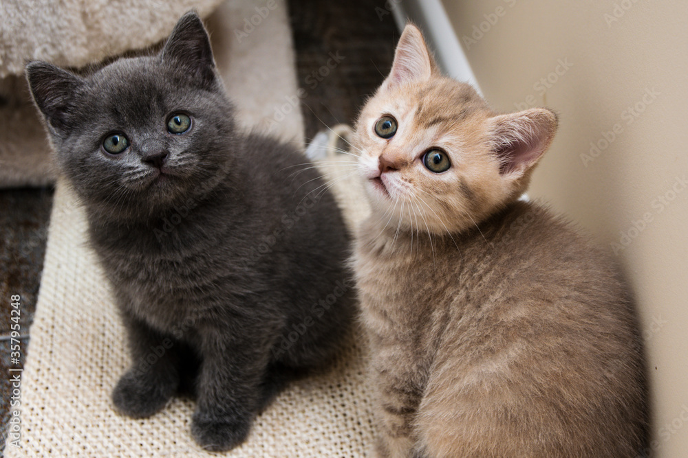 Two British shorthair kittens - a rare pink one and a grey one 