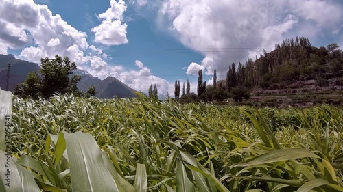 Green Feilds on a windy day in hunza valley, gilgit baltistan, Pakistan photo