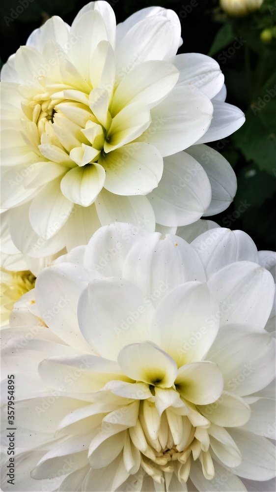 Fototapeta premium white dahlia flower