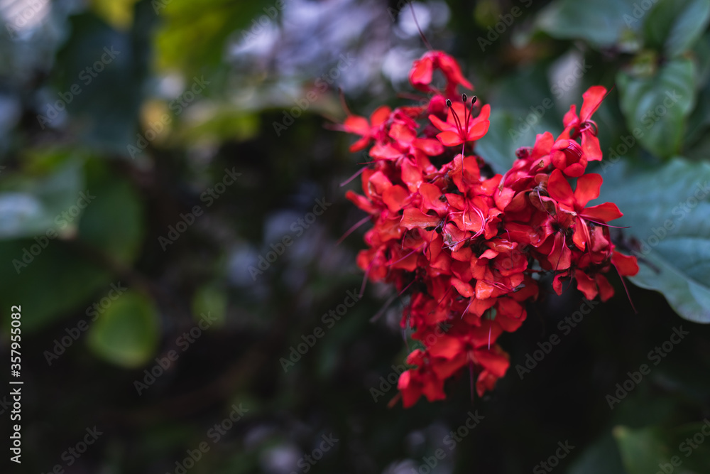 Fototapeta premium Red native flowers on vine