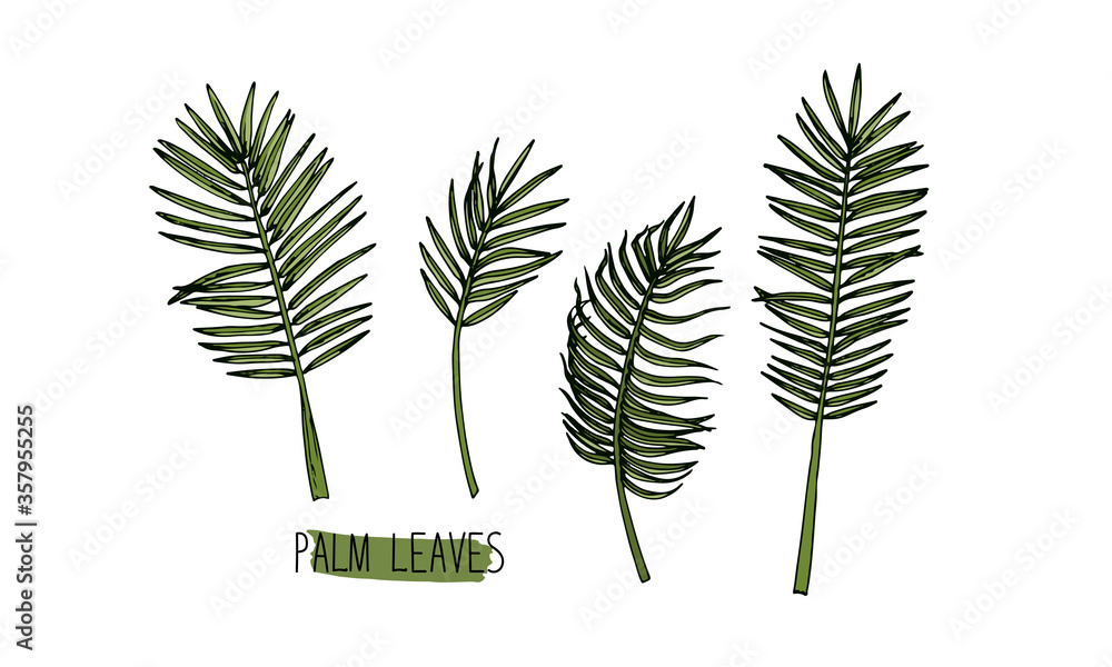 Hand drawn sketch style palm leaves set. Color illustration. Hand drawn sketch style palm leaves set. Color illustration.