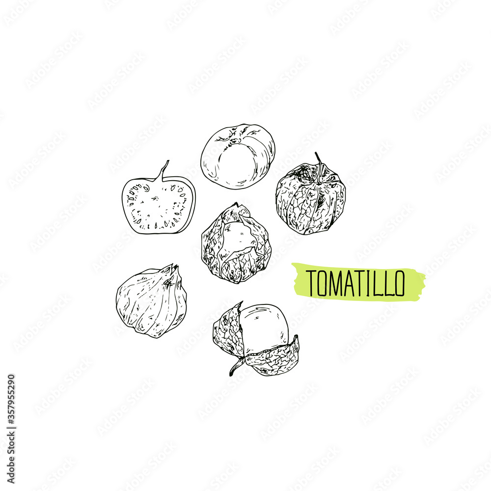 Hand drawn sketch style tomatillo set. Vector illustration. Stock Vector Adobe Stock