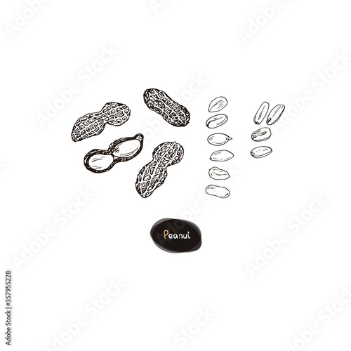 Hand drawn sketch style peanut set. Vector illustration. 