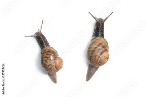 two competing snails on a white background