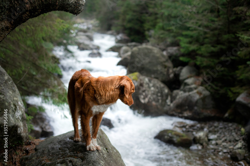 dog on a stone by the river. Nova Scotia Duck Tolling Retriever in nature. Wide angle  pet in nature