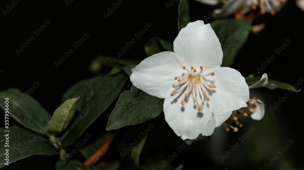 White jasmine flowers on a dark background White jasmine flowers on a dark background