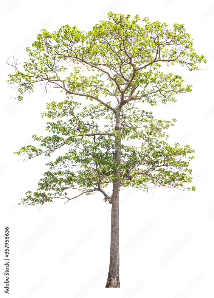 The tree is completely separated from the white ba background Scientific name Hymenodictyon orixense (Roxb.) Mabb. The tree is completely separated from the white ba background Scientific name Hymenodictyon orixense (Roxb.) Mabb.