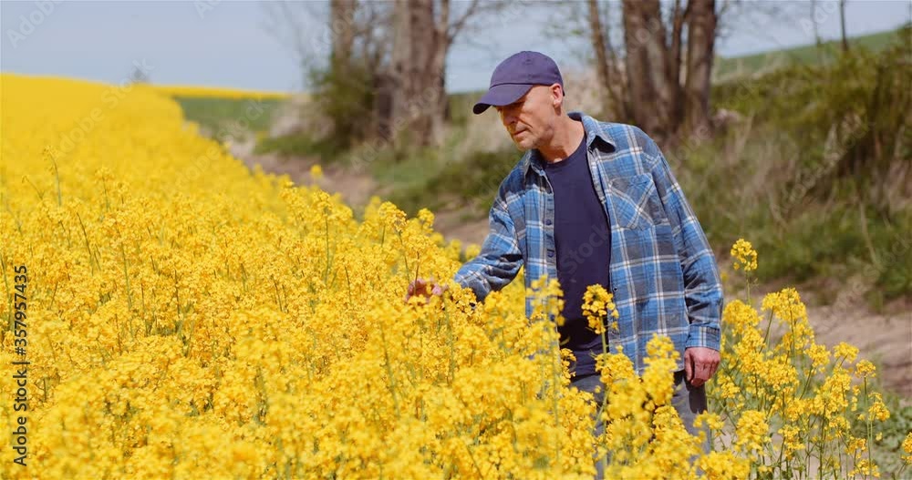 Agriculture Farmer Examining Rapeseed Crops at Field. Agriculture Farmer Examining Rapeseed Crops at Field.