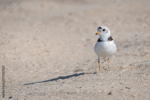 piping plover standing on the head of meadow beach