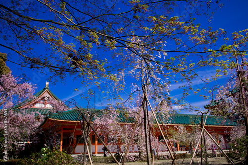 古都の桜