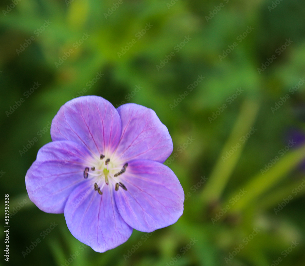 Blooming Pastel Pink Geranium Flower Blooming Pastel Pink Geranium Flower
