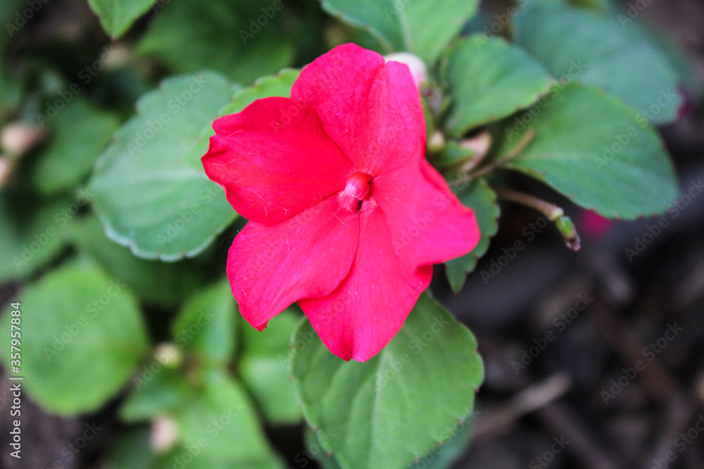 Colorful Pink Blossoming Impatiens Flower Colorful Pink Blossoming Impatiens Flower