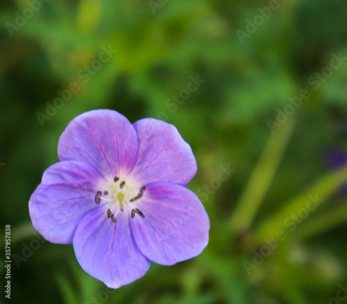 Blooming Pastel Pink Geranium Flower