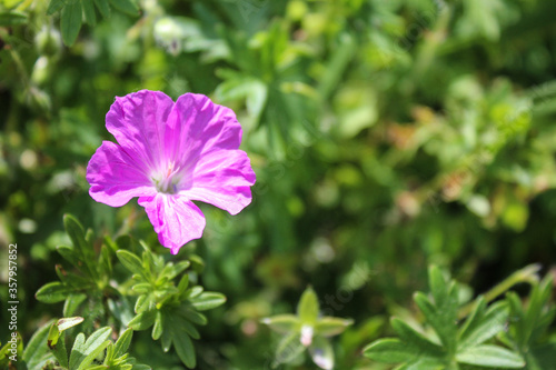 Blooming Pink Geranium Flower in Garden